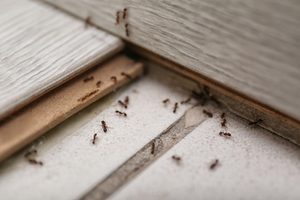 pest control